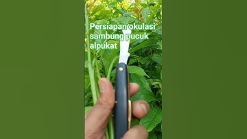 Persiapan okulasi sambung pucuk alpukat