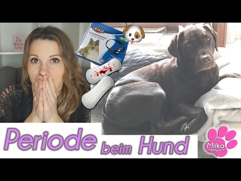 Video: Können Babywindeln für läufige Hunde verwendet werden?