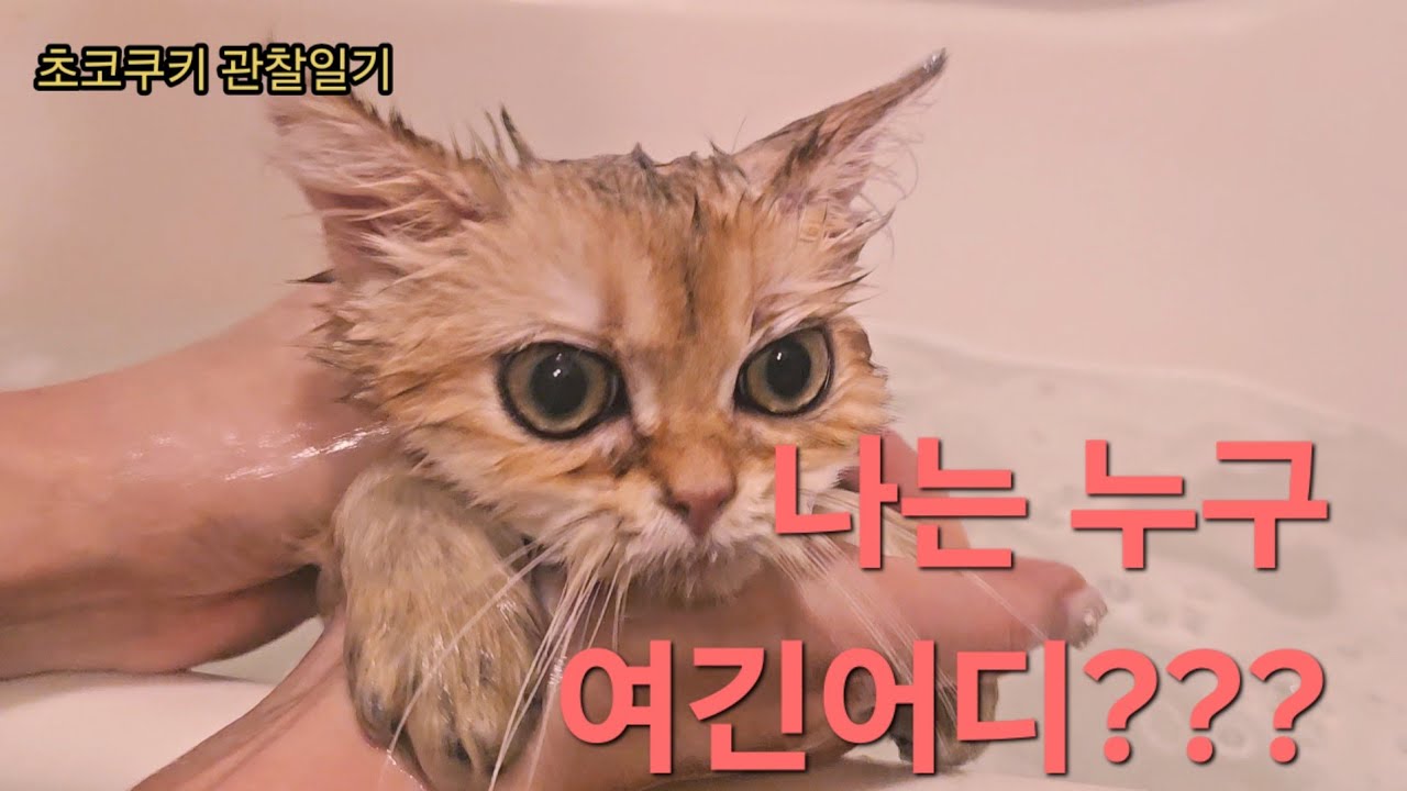 첫목욕이 무서운 아기고양이