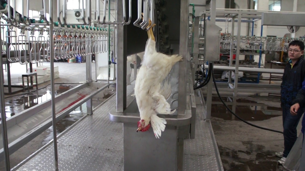 automatic 500bph compact chicken slaughterhouse YouTube