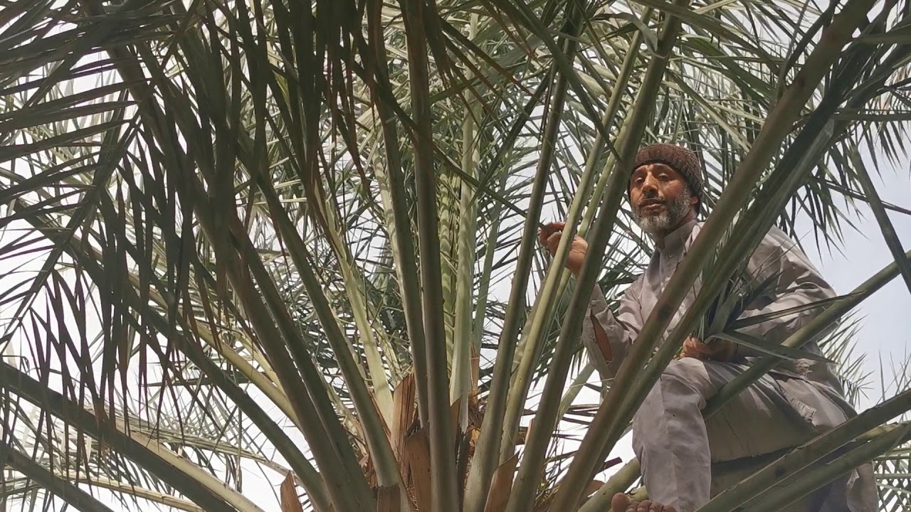 12تقليم شوك النخيل