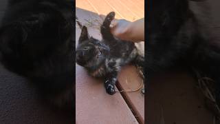 cat attack!