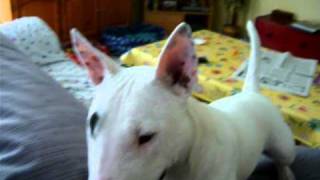 Crazy Mini Bullterrier Willma