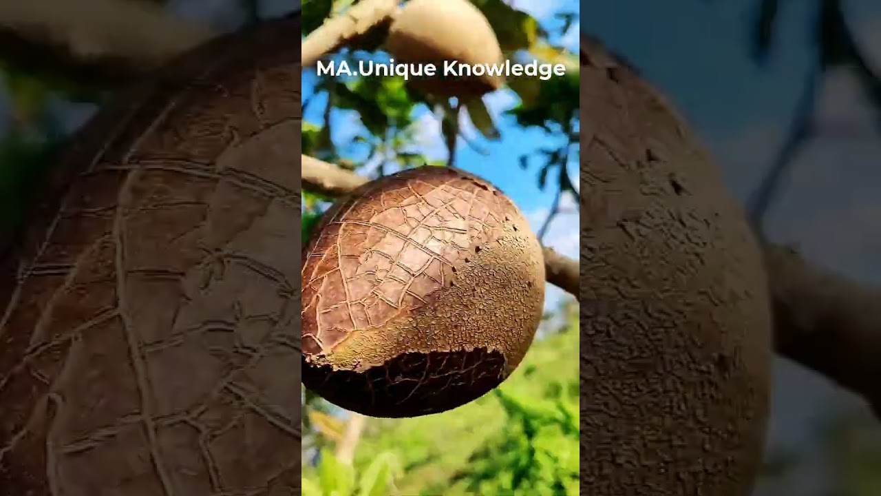 💎 The Most Expensive Fruit in China 🍇 | Nature’s Purest Treasure!