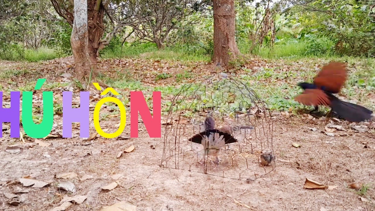 Gác Cu Gáy / Đầu Năm Đụng Con Bổi Gù 2 Hơi vs Em Liên Cườm