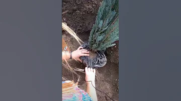 Посадка кипарисовиков Лоусона (Лавсона)😉
