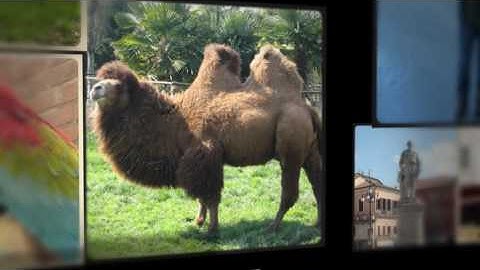 Project Fauna Group 2 Video for CD