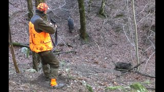 Domuz avı. (bomy) Wild boar hunt. Chasse au sanglier. Caza de jabalí. Turkey in Çanakkale 2021