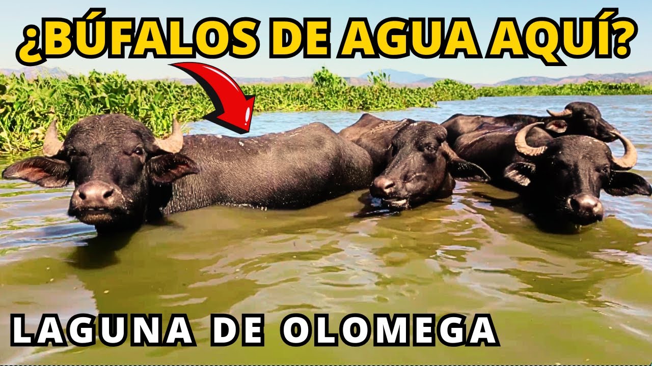 ¿Búfalos de Agua en El Salvador? 😳 (Laguna de Olomega 🐃🔥🇸🇻)