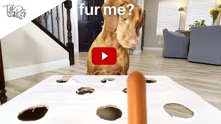 Dog Reacts to the Hotdog Challenge | Cute Dog Tilly Ray