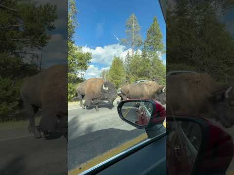 Bison || Yellowstone National Park