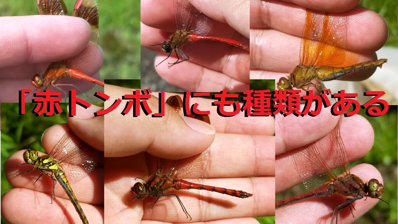 赤トンボって実は結構種類が多いんです。 - YouTube