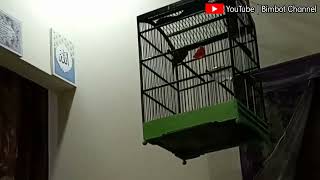 Download Lagu kicauan burung dimalam hari|| burung rumahan MP3 Download Lagu kicauan burung dimalam hari|| burung rumahan MP3