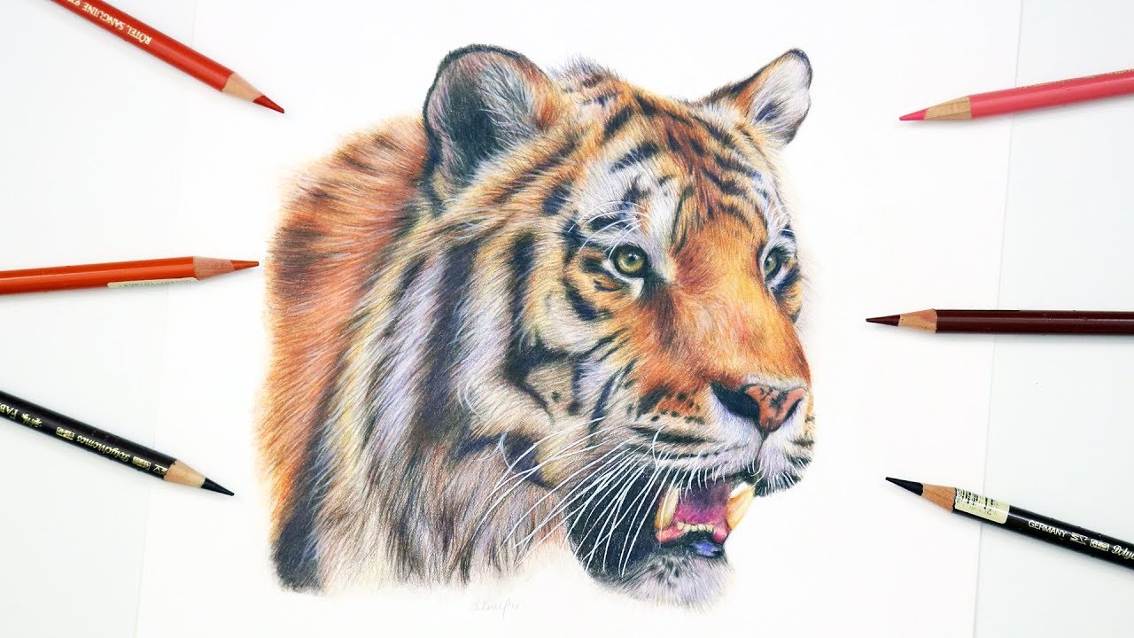 cool colored tiger drawings