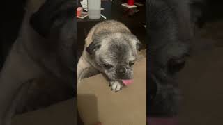 Pug Tries Snap Peas.