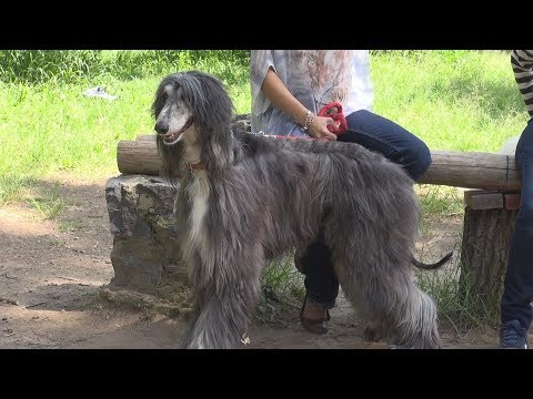 Video: Sabueso Afgano - Carrera Con El Viento