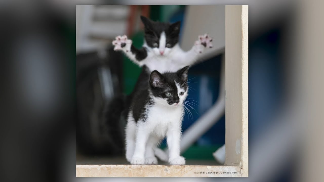 2023 Comedy Pet Photo finalists announced