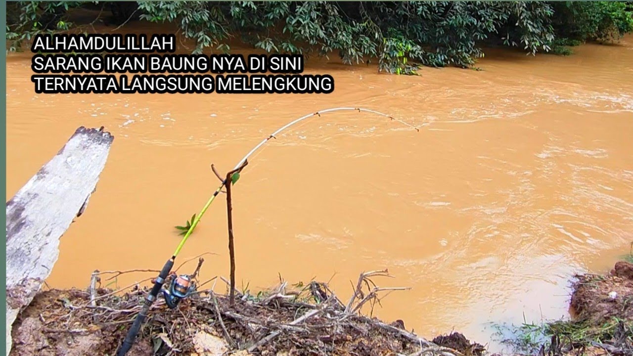 SUBHANALLAH Mancing ikan Baung Menggunakan Umpan Kucur Sekali lempar joran melengkung