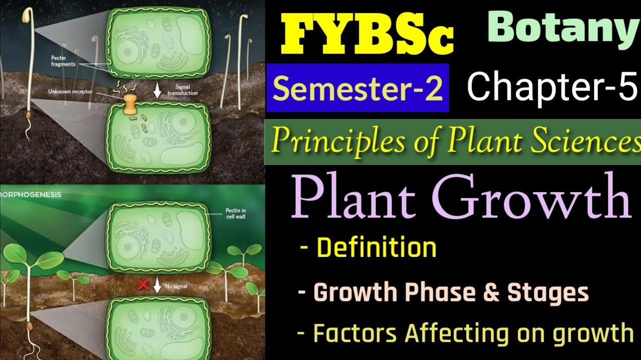 FYBSc Sem2/Pep2 Ch5 Plant Growth Definition, Phases of Growth