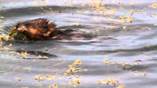 Ondatra Zibethicus Muskrat, Rata Almizclera, Bisam, Ondatra, Bisamratte, Rat Musqué. Video