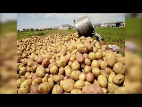 კარტოფილის სასარგებლო თვისებები