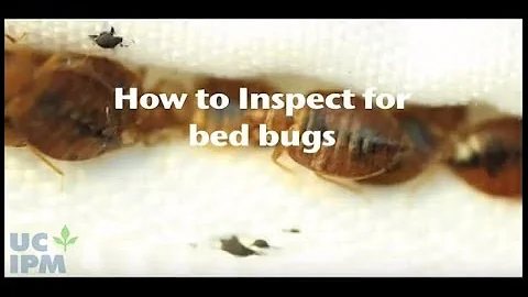How to inspect for bed bugs