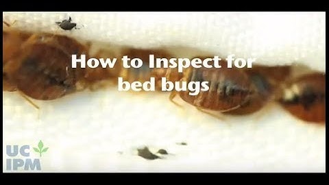 How to inspect for bed bugs
