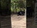 Off Camera…Kayla Comes In And They Do Get Out 😂 #kentucky #cow #stubborn #hungry #feeding #farming