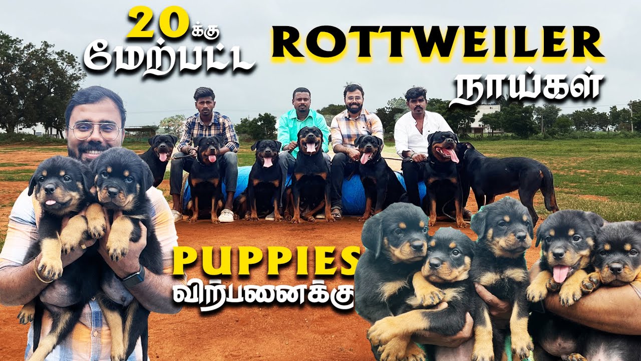 Best Serbian Rottweiler Kennel in Coimbatore Tamil Nadu Free Home