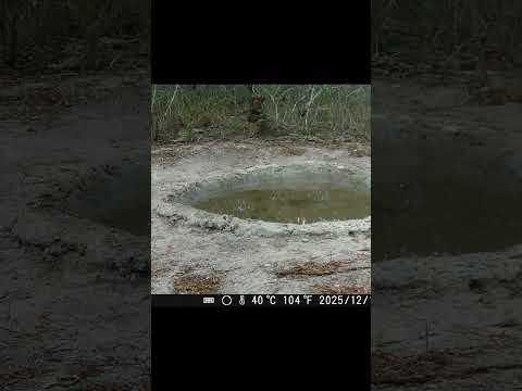 ATAQUE RÁPIDO DO GAVIÃO CARIJÓ