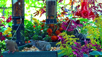Starlings turn the Feeder into a Water Park