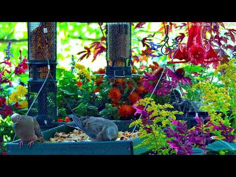 Starlings turn the Feeder into a Water Park