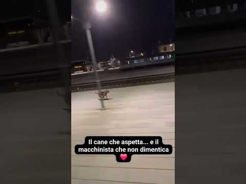 TUTTI I GIORNI QUESTO CANE ASPETTA IL TRENO E GUARDATE CHE FA IL MACCHINISTA!!