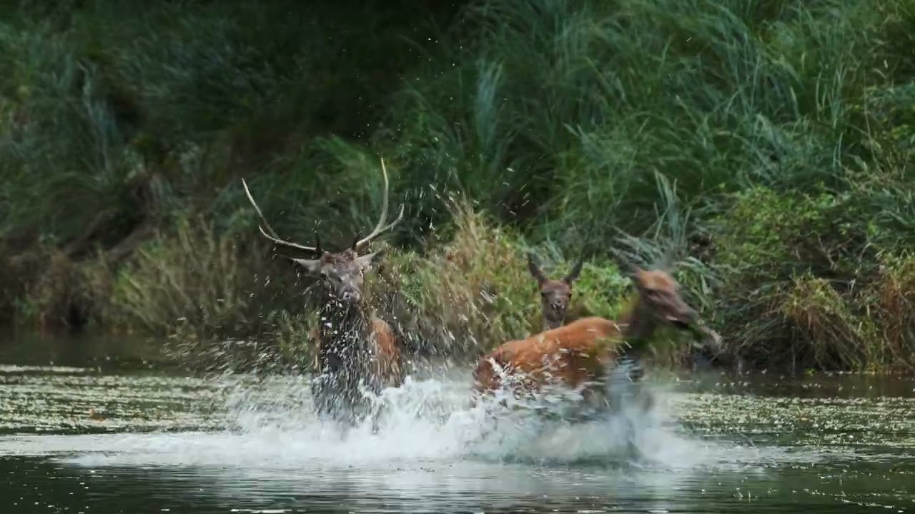 Podyjí poetické - Pavel Kuča & Tomáš Rothröckl