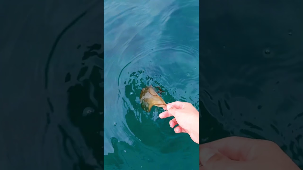 Releasing squid by the sea 