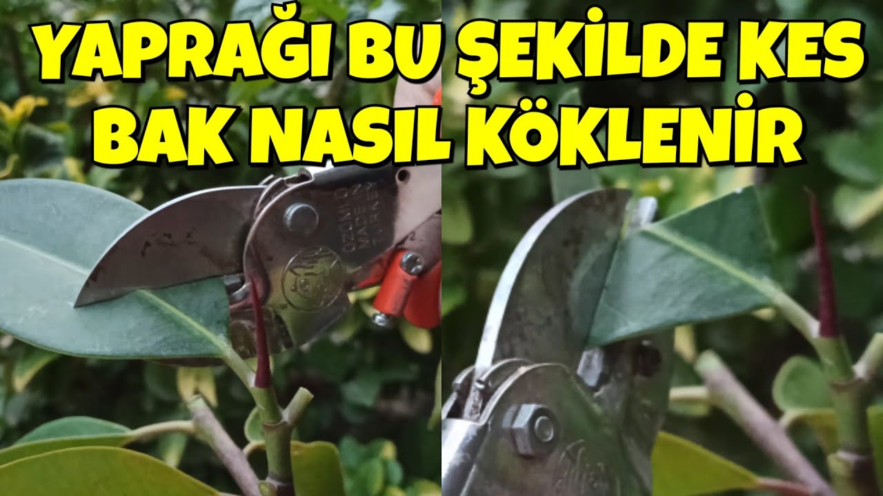 Kesilen Dalları Sakın Atma, Hepsi Ağaç Olur