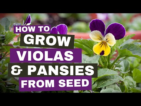 Video: Growing Viola: Varieties, Reproduction, Preparation Of Seedlings