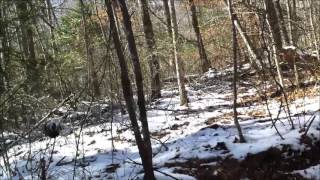 Bigfoot - Wood knock and growl-like response (Tennessee Sasquatch)