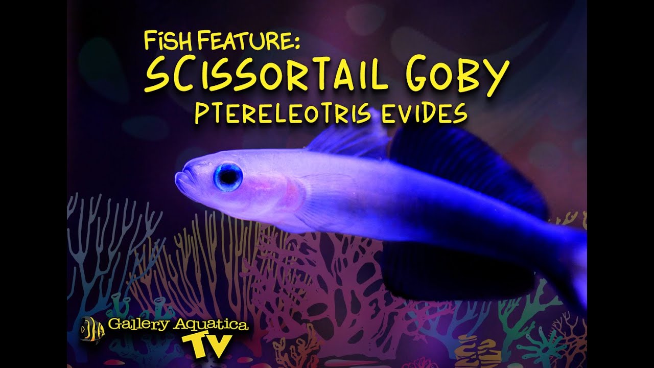 Fish Feature: Scissortail Goby - Ptereleotris evides 