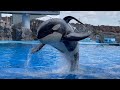 2022/09/04 シャチの公開トレーニング アース編 【13:30の回】@名古屋港水族館