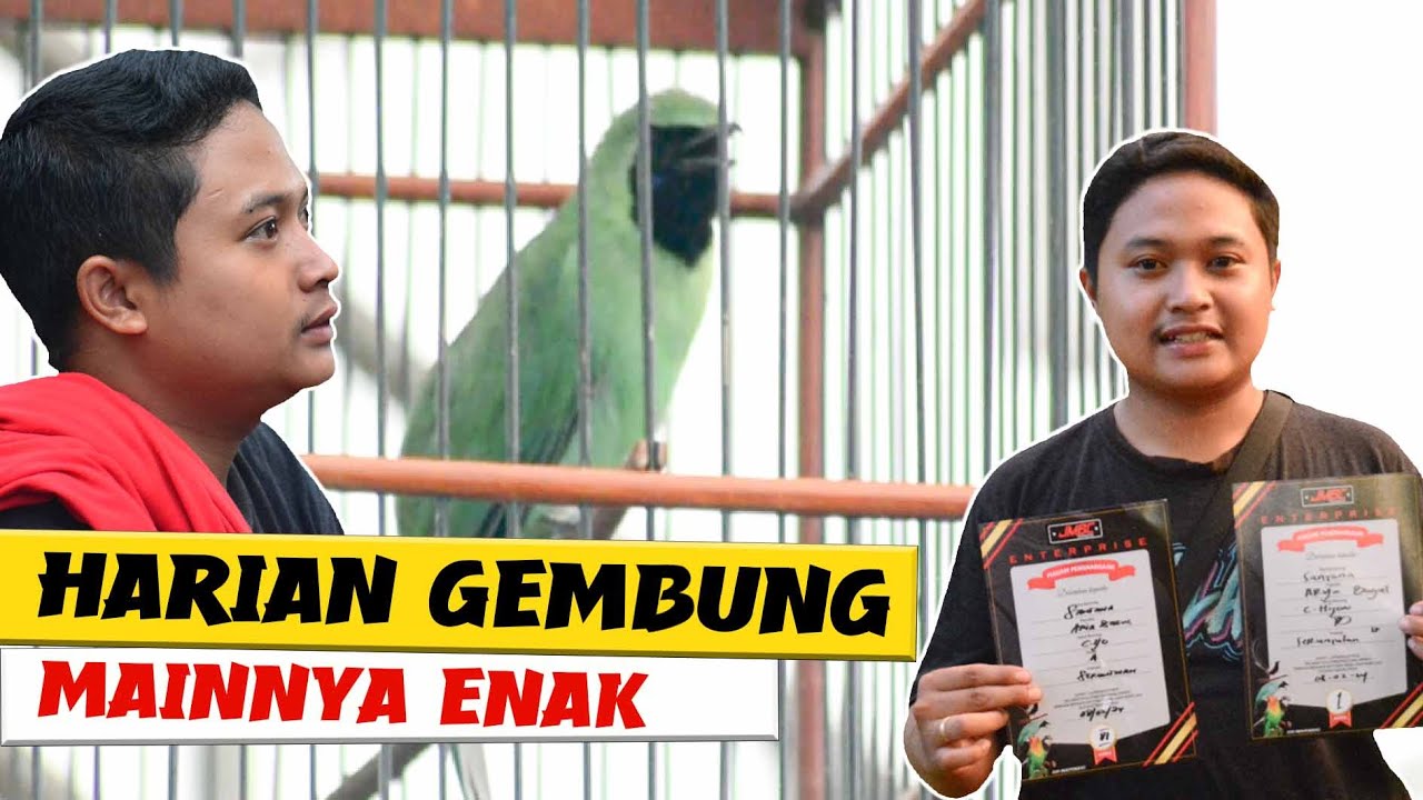 [CI SANTANA] settingan cucak ijo harian gembung cucak ijo birahi main enak ngetruk nagen By HoBi ID