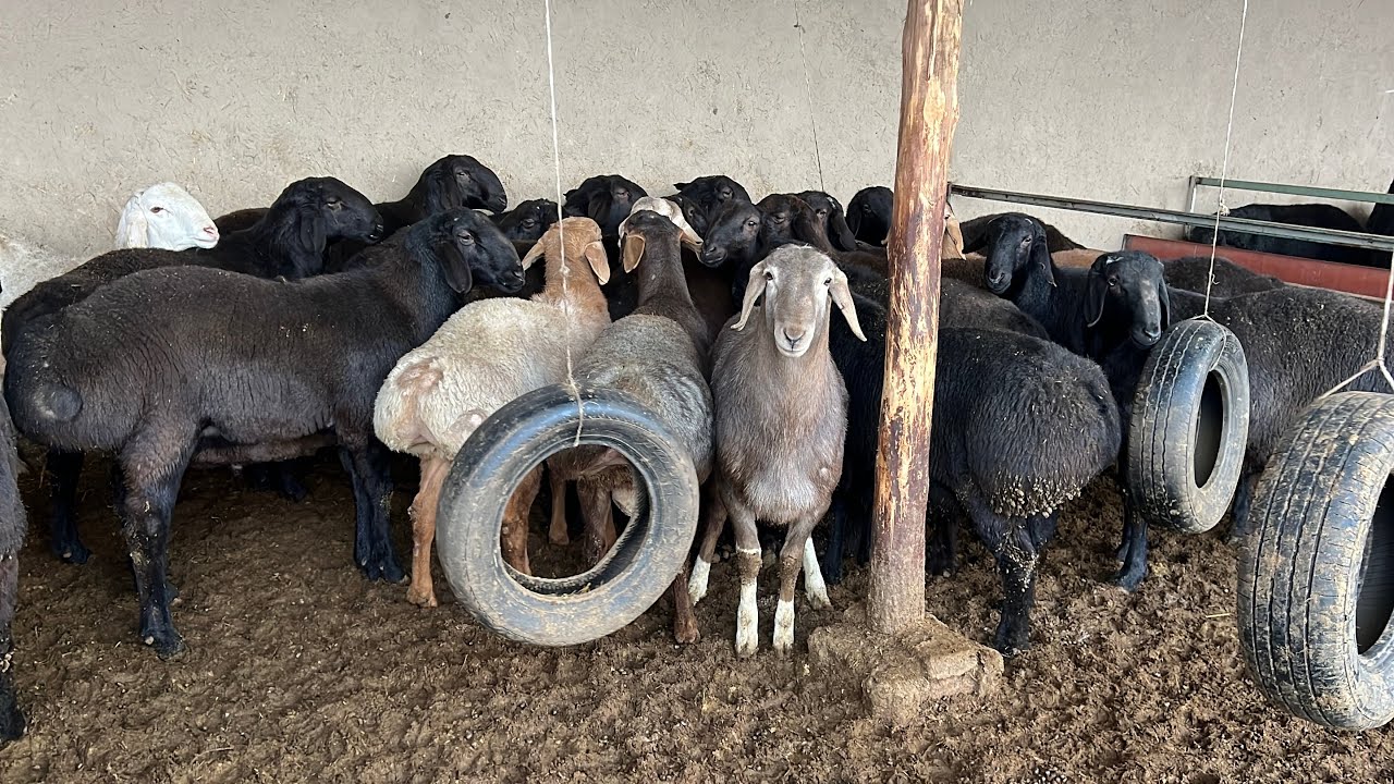 1-oylik NATIJA QOCHQORLAR QANDAY OZGARYABDI QOY BOQISH SIRLARI😱😱