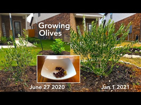 Βίντεο: Zone 9 Olive Trees: Caring For Olives In Zone 9 Gardens