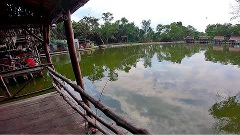 Câu cá trê, rô phi ở Sài Gòn bằng cần câu cá TINY TITAN UL - 150 quá phê | DUY FISHING