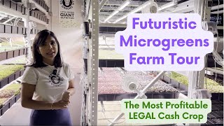 The Vertical Farm of Tomorrow: Inside Giant Gorilla Greens