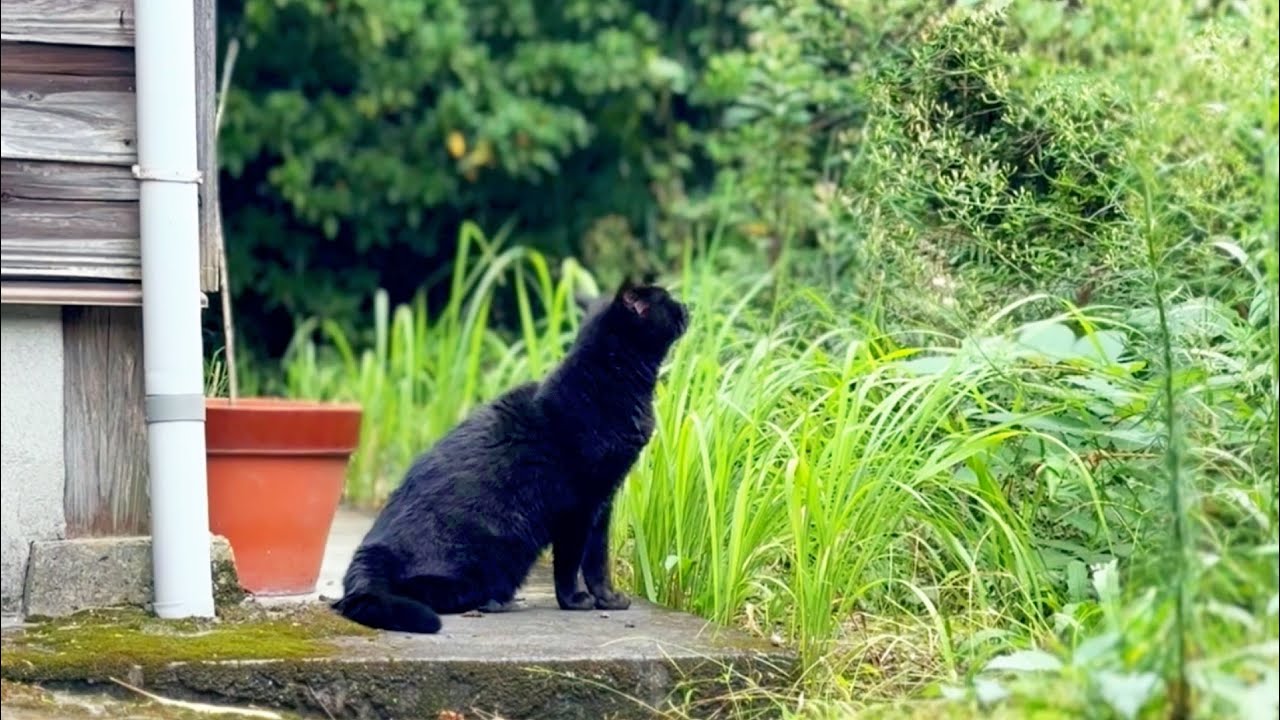 美術品・アンティーク・コレクション momorin様専用 黒猫の散歩道 今日