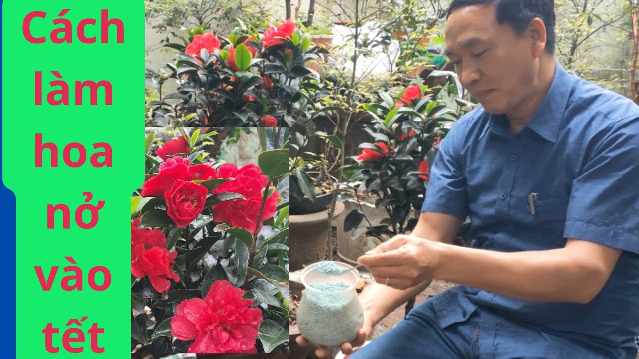 Chách Chăm Sóc Hoa Trà Tứ Quý Vào Tết Kinh Nghiệm Bón Phân Cây Hoa Trà Tứ Quý Nở Đúng Tết Hoa Tươi