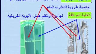 النقل في النبات ج 4 آليات نقل الغذاء في النبات