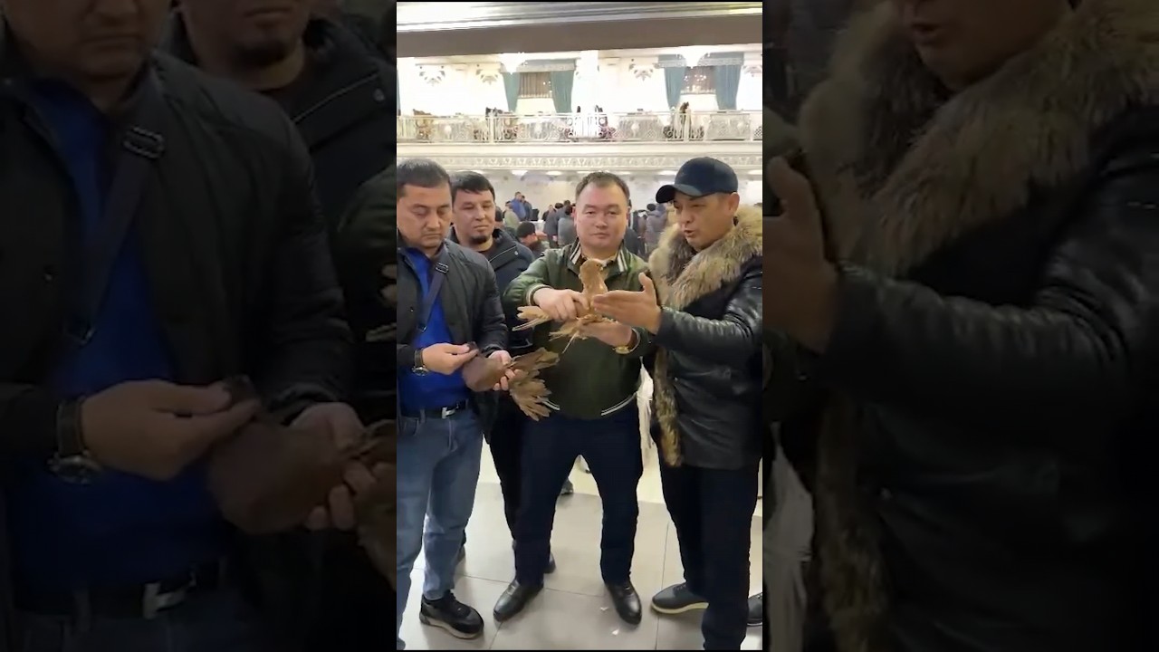 $10,000 красный Чемпион Ерлан! Двухчубые голуби. Tauben. Pigeons. Palomas. Pombos. 비둘기.