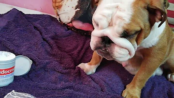 O que passar nas dobras do bulldog?